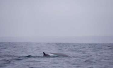 avistamiento de ballena en chañaral de aceituno