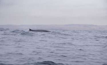 Ballena Fin, Isla Chañaral