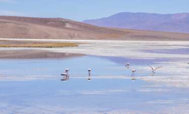 Flamencos en Laguna Santa Rosa, Parque Nacional Nevado Tres Cruces en un circuito full day