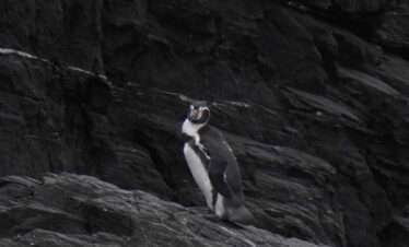 Pingüino de humboldt en tour chañaral de aceituno por la región de atacama