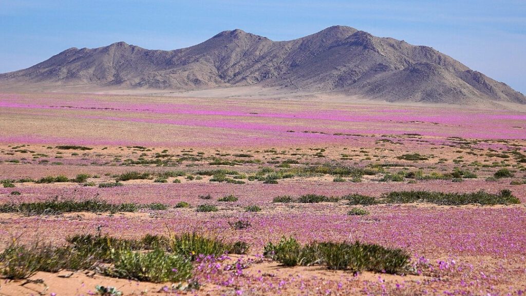 Desierto florido en la region de atacama