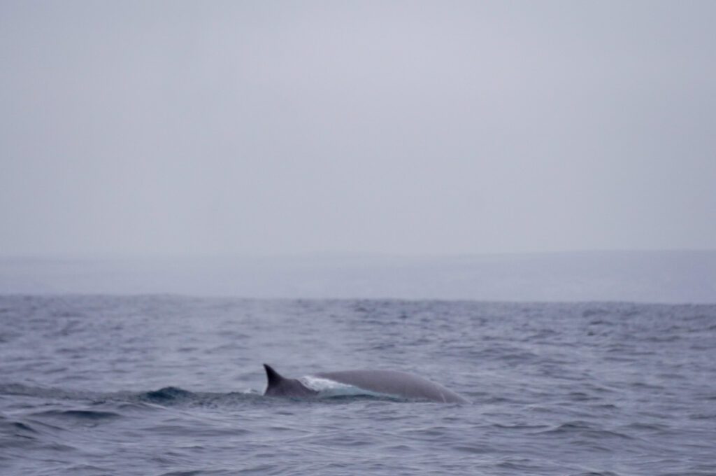 avistamiento de ballena en chañaral de aceituno
