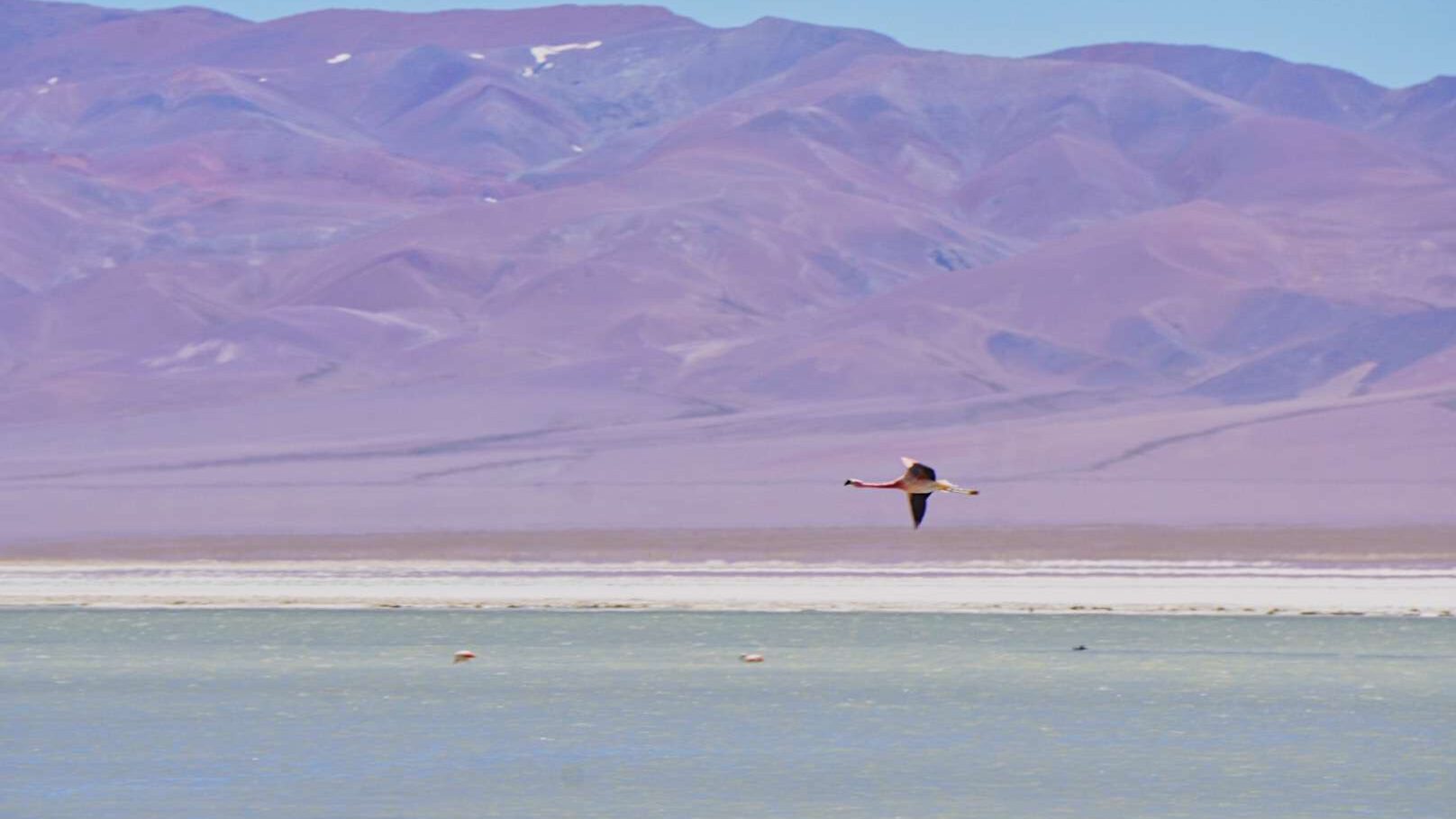 Flamencos en parque nacional nevado tres cruces, tour a laguna santa rosa y salar de maricunga