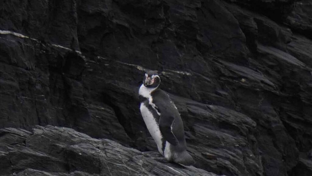 Pingüino de humboldt en tour chañaral de aceituno por la región de atacama